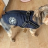 Kép 4/5 - CiliCili Bélelt téli kabát kutyáknak hámmal - Kék - XL