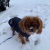 Kép 5/5 - CiliCili Bélelt téli kabát kutyáknak hámmal - Kék - XL